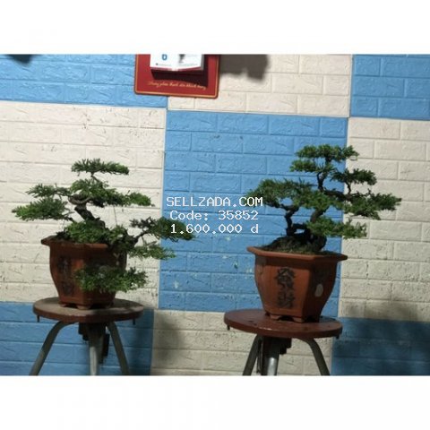 tùng cối bonsai